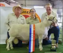 Big Australian white dropper ram