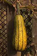 'Delicata' squash