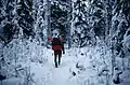 A hiker traverses a snow-covered trail within the Kenai National Wildlife Refuge