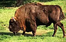 European bison