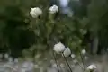 Hare's-tail cottongrass