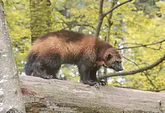 Brown and black mustelid