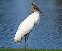 white stork