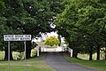 Golden Elm (Ulmus glabra 'Lutescens'), framed by English Elm, Gostwyck, near Uralla, New South Wales