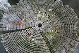 Tree rings, as can be used for tree-ring dating