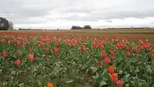 Photo overlooking fields of thousands of red (and some yellow) tulips in bloom.