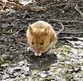 Wood mouse, Apodemus sylvaticus