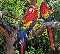 Macaws