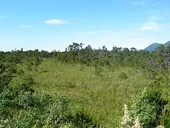 Stunted shore pine growing on muskeg in Wrangell, Alaska.