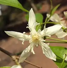 Wrightia tinctoria single flower