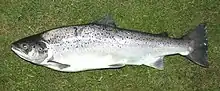 Salmo trutta forma trutta