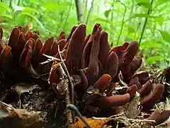 A group of approximately 20 pinkish-brown colored structures, clustered together, growing on the forest floor.