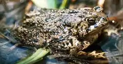 Wyoming toad