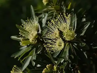 Xanthostemon verticillatus in cultivationBrisbane, Australia, 2011