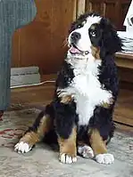 Bernese Mountain Dog puppy