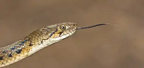 Head