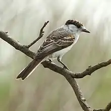 White bird with short bill and scalloped wings and black tail