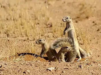 Three cape ground squirrels emerging from a burrow in the Namib Desert