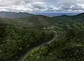 Forest of Yakushima