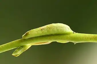 Larva