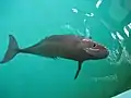 A finless porpoise swimming in the pool of Baiji Dolphin Hall