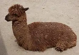 Alpaca.