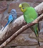 Bird exhibit