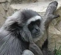 Grey gibbon.