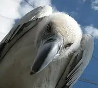 Cape griffon vulture