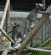 Baby ring-tailed lemurs.