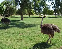 Ostriches