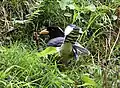 Yellow-billed blue magpie at Kullu - Manali District of Himachal Pradesh, India