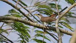 A Yellow-billed cuckoo (Coccyzus americanus) in the Sabal Palm Sanctuary