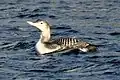 Yellow-billed loon (Gavia adamsii) in winter plumage