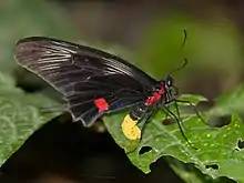 Losaria neptunus