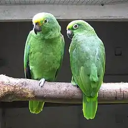 A green parrot with a yellow forehead, blue underarms, and white eye-spots