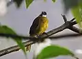 A yellow-eared bulbul in the town of Embilipitiya, Sri Lanka