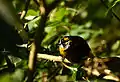 Yellow-eared bulbul Sri Lanka