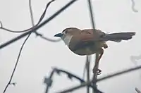 Yellow-eyed Babbler, Mumbai, India