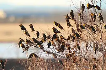 Roosting flock, Whitewater Draw, Arizona