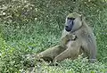 Amboseli National Park