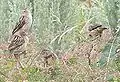 Juveniles in Debre Berhan, Ethiopia