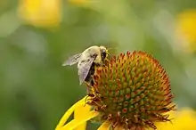 Flower closeup with a bee