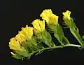 Yellow statice flowers, close up from side