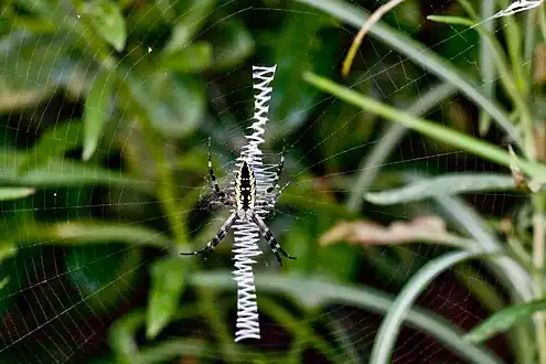 In web, displaying the characteristic zig-zag stabilimentum