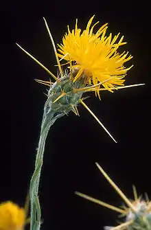 Yellow Star Thistle.