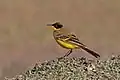 male M. f. thunbergi, Lake Ziway, Ethiopia