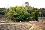 Yōraku Kofun Cluster