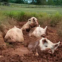 four pink pigs lying in mud