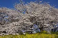 Yoshino cherry in Yoshimi, Saitama.